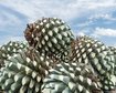 agave-o-sabor-ancestral-que-mantem-vivas-as-tradicoes-dos-cahuilla-thumb.png