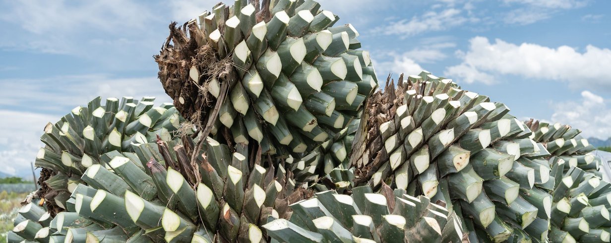 agave-o-sabor-ancestral-que-mantem-vivas-as-tradicoes-dos-cahuilla-thumb.png