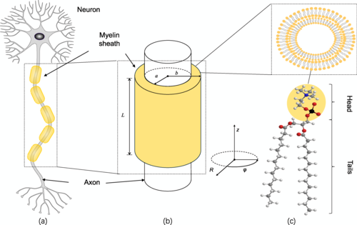 A mielina (parte amarela) é essencial para a condução rápida e eficiente dos impulsos elétricos entre os neurônios. (Fonte: Zefei Liu et al./ Divulgação)