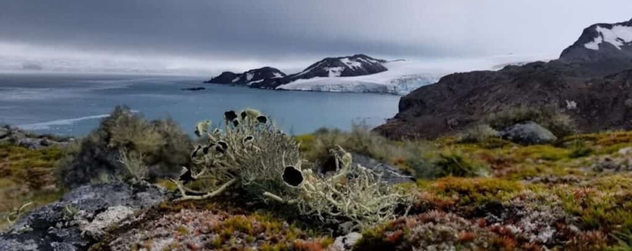 Vegetation-in-Antarctica-is-dominated-by-lichen-and-mosses.-Image-from-Livingston-Island-maritime-Antarctica-Credit-Felix-Grewe-1200x800-1-1024x683.jpg