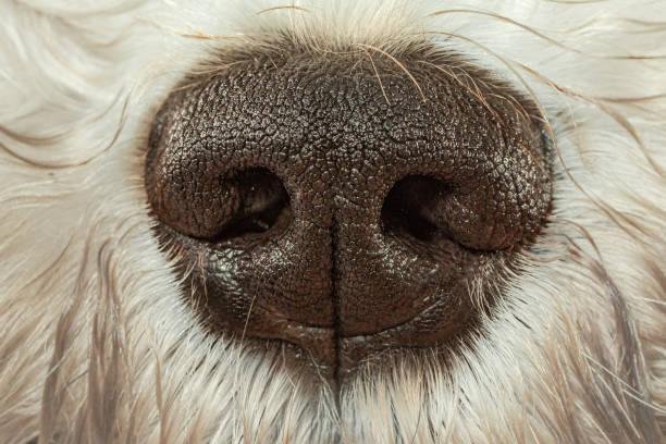 O nariz do cão permite captar informações detalhadas sobre o ambiente. (Fonte: Getty Images/Reprodução)