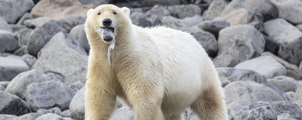 triste-cena-urso-polar-comendo-plastico-ganha-premio-de-fotografia-do-ano-em-2024-thumb.png