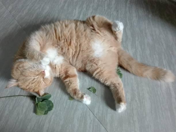 Após a euforia provocada pelo catnip, os gatos geralmente experimentam um estado de relaxamento profundo. (Fonte: Getty Images/Reprodução)