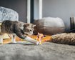 filmou-seu-pet-pesquisadores-buscam-videos-de-gatos-para-novo-estudo-thumb.png