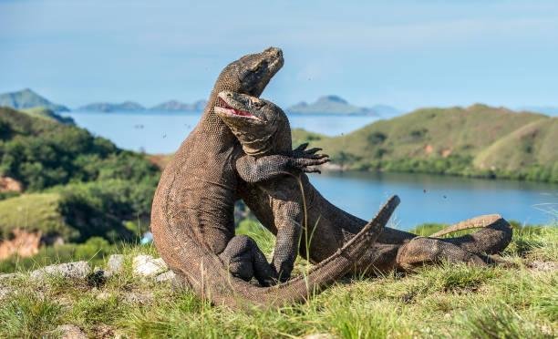 Os dragões-de-komodo machos lutam entre si para acasalar com uma fêmea. (Fonte: Getty Images/Reprodução)