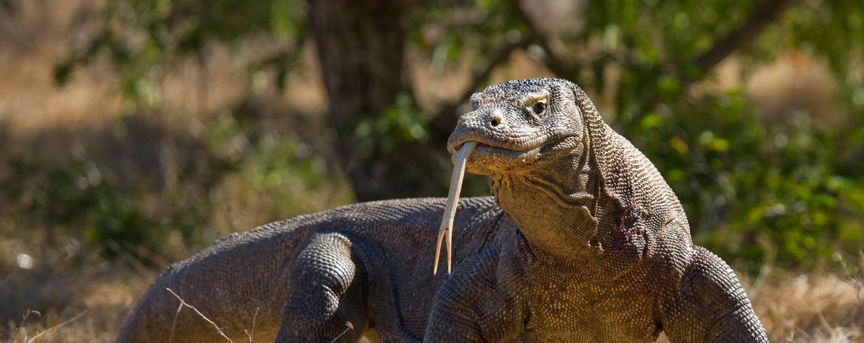 dragao-de-komodo-descubra-os-segredos-do-maior-lagarto-do-mundo-thumb.png