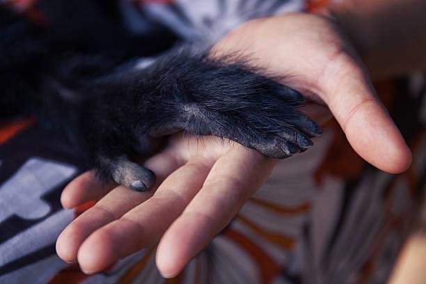 Ao contrário do que antes se imaginava, humanos e grandes símios possuem algumas diferenças na anatomia do coração. (Fonte: Getty Images)