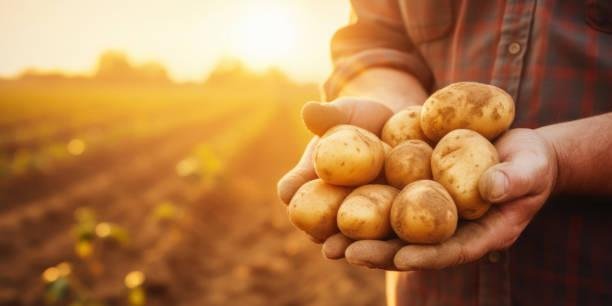 Mesmo cozida, batata não é um alimento que deve ser oferecido para cachorros. (Fonte: Getty Images)