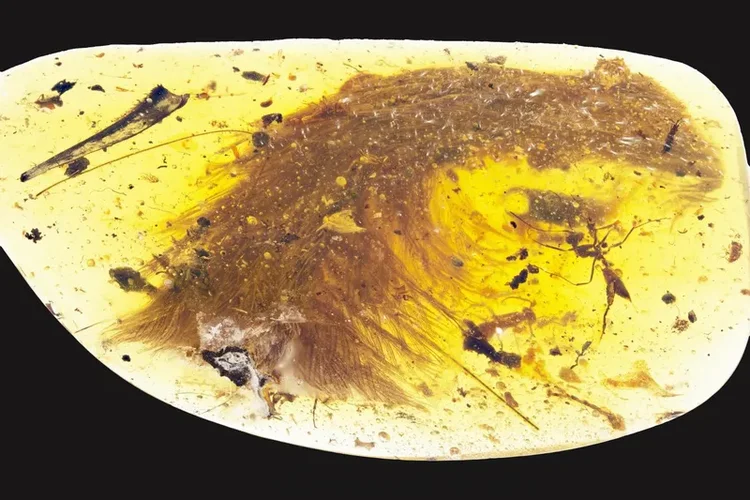 Ponta da cauda do dinossauro estava preservada em âmbar de 99 milhões de anos. (Fonte: Royal Saskatchewan Museum)