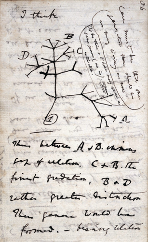 Páginas dos cadernos de Charles Darwin mostram primeiro esboço da árvore da vida. (Fonte: Wikimedia Commons)