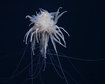 20-novas-especies-incriveis-sao-descobertas-nas-profundezas-do-mar-thumb.png