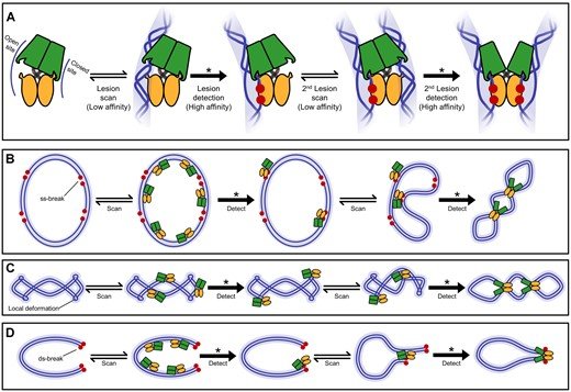 Como a DdrC detecta danos no DNA e ajusta sua estrutura, segundo o modelo proposto. (Fonte: Robert Szabla et  al. / Divulgação)