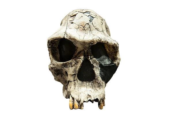 Representação do fóssil de Homo habilis, encontrado no desfiladeiro de Olduvai. (Fonte: Getty Images/Reprodução)