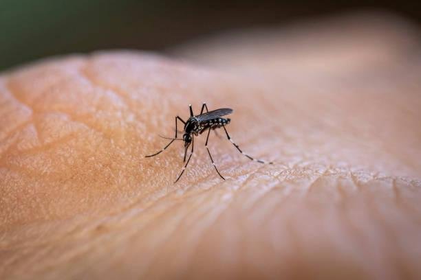 Pesquisadores pretendem mexer com estímulos sonoros de mosquitos para combatê-los. (Fonte: Getty Images)