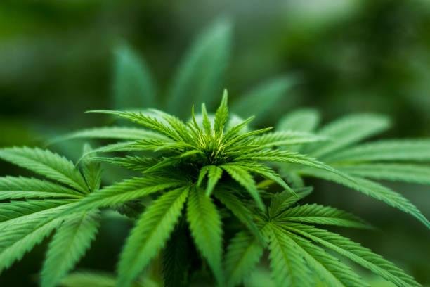 Estudo questiona efeitos a longo prazo do uso de cannabis na saúde humana. (Fonte: Getty Images)