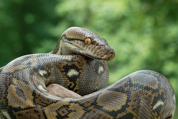 Pítons-reticuladas são as cobras mais longas do mundo, com a mais longa registrada chegando a quase 10 metros. (Fonte: Getty Images)