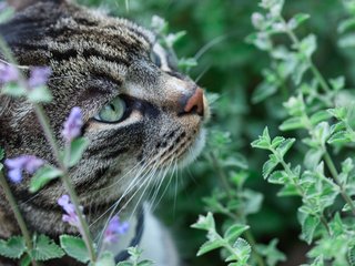 afinal-como-o-catnip-afeta-o-comportamento-dos-gatos-thumb.png