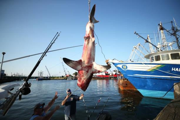 O tubarão-sardo sofre com a diminuição da sua população, em grande parte por causa da pesca. (Fonte: GettyImages/ Reprodução)