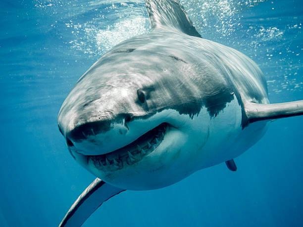 Terá sido um tubarão-branco o grande responsável pela tragédia marinha? (Fonte: GettyImages/ Reprodução)