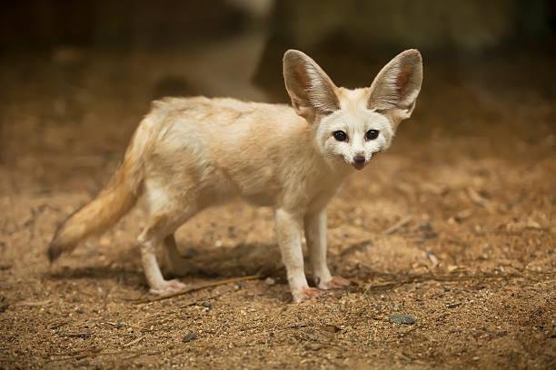 A raposa-do-deserto é menor que um gato doméstico. (Fonte: Getty Images/Reprodução)