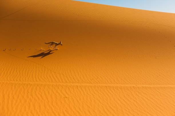 Os pelos extras nos pés ajudam a lidar com as temperaturas extremas do deserto. (Fonte: Getty Images/Reprodução)