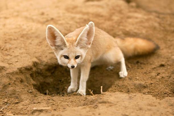 A raposa-do-deserto é perfeitamente ajustada às condições extremas do seu habitat. (Fonte: Getty Images/Reprodução)