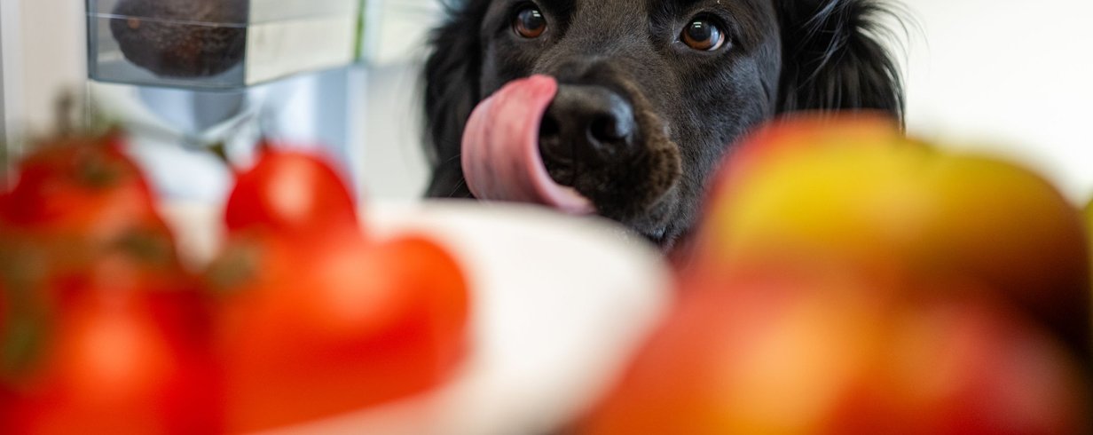 6-frutas-e-legumes-que-seu-cachorro-nao-deve-comer-banner.png