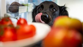 6-frutas-e-legumes-que-seu-cachorro-nao-deve-comer-banner.png