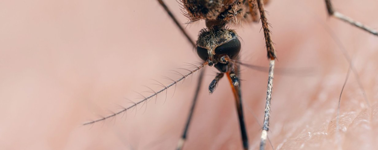 como-o-zumbido-das-femeas-pode-revolucionar-o-controle-de-mosquitos-thumb.png