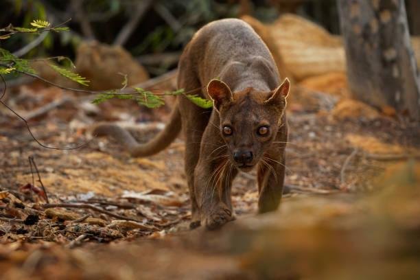 A fossa