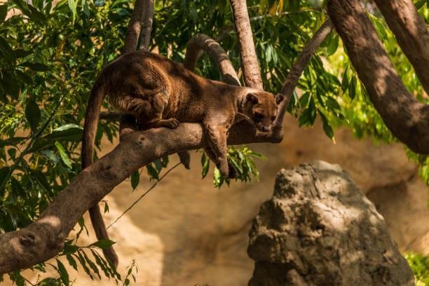 As garras afiadas da fossa facilitam sua escalada em