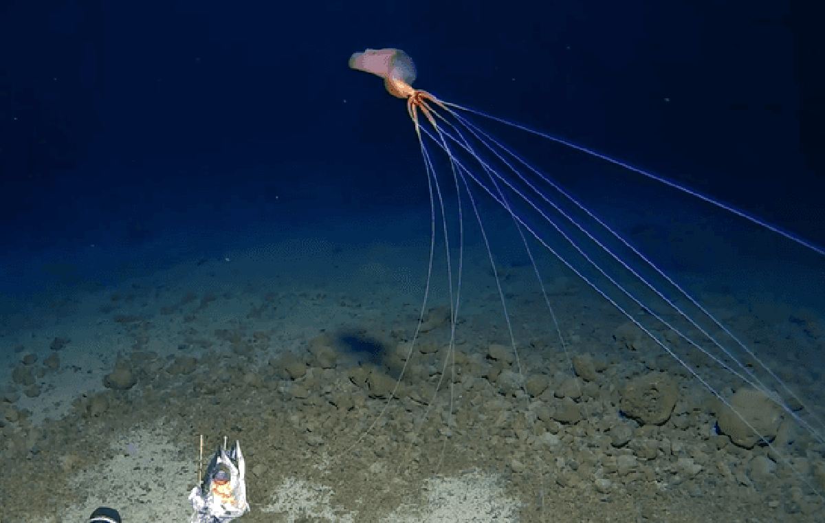 “Alien Lula” was filmed at the bottom of the Pacific Ocean at a depth of 3,300 metres