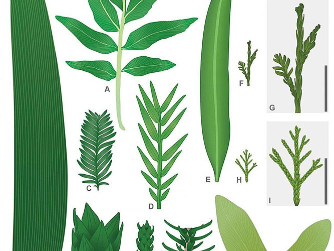 Reconstruções de matéria vegetal. (Fonte: Miriam Slodownik/Divulgação)