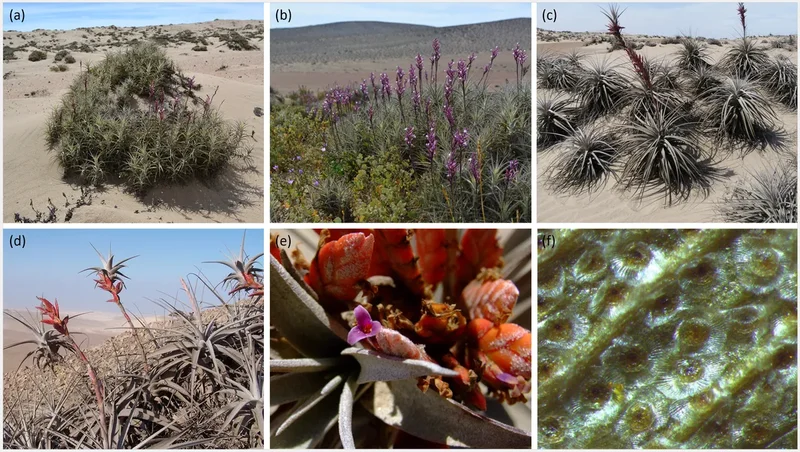 Fotografias mostram algumas das espécies formidáveis de plantas encontradas por pesquisadores na região. (Fonte: Oliver Whaley)
