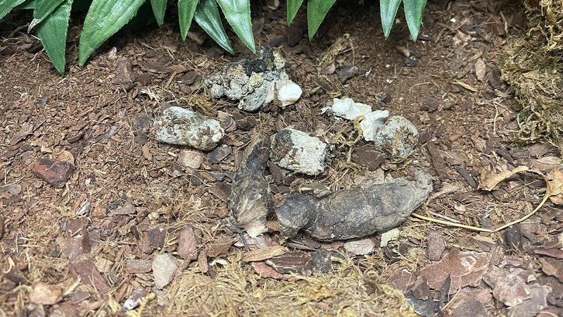 Embora seco, o cocô não parece tão diferente do fresco. Os uratos calcários podem ser vistos em branco e pelos de roedor são visíveis nas fezes. (Fonte: Charlie Haigh/IFLScience)
