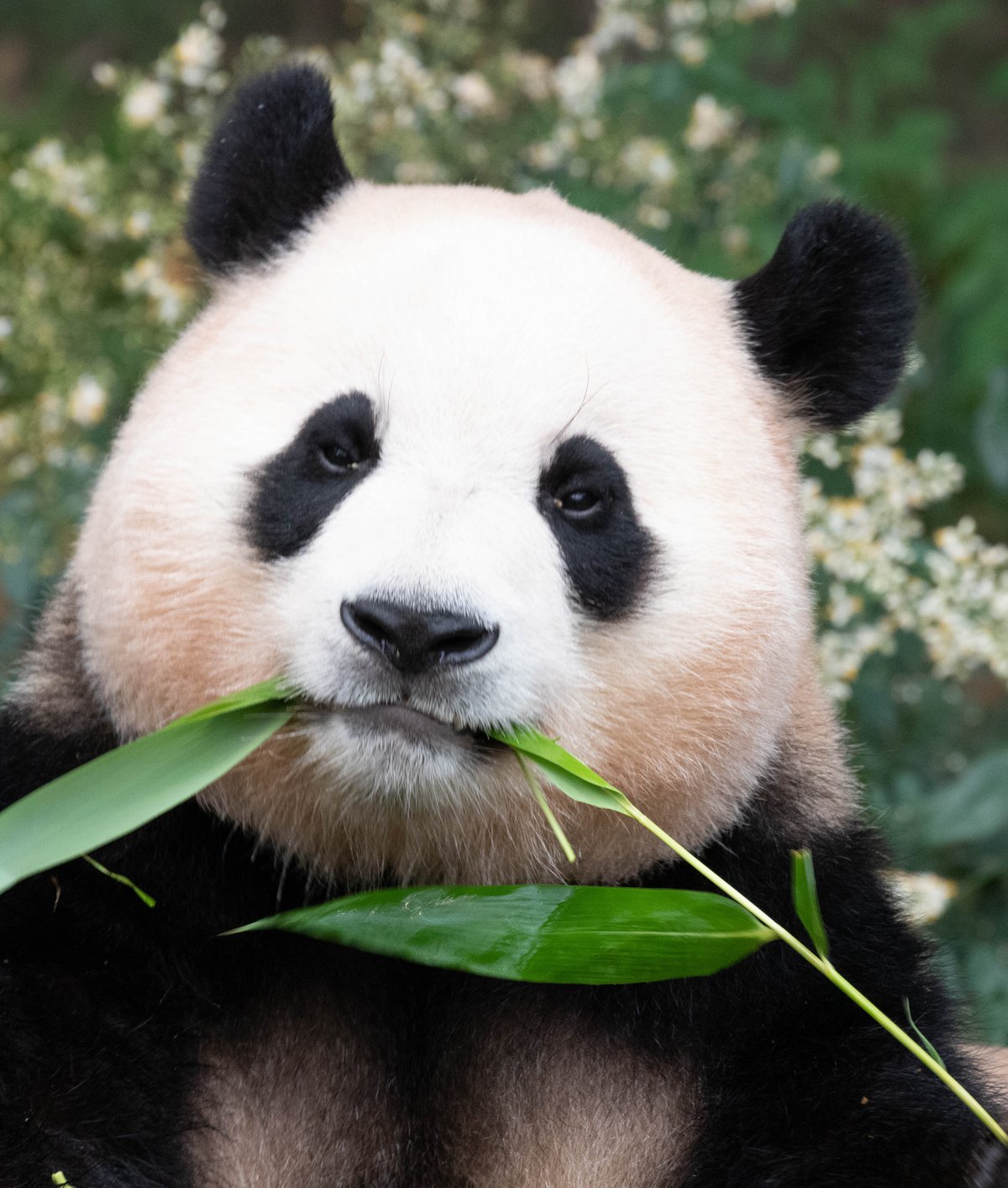 Giant panda stem cells could finally help save the species