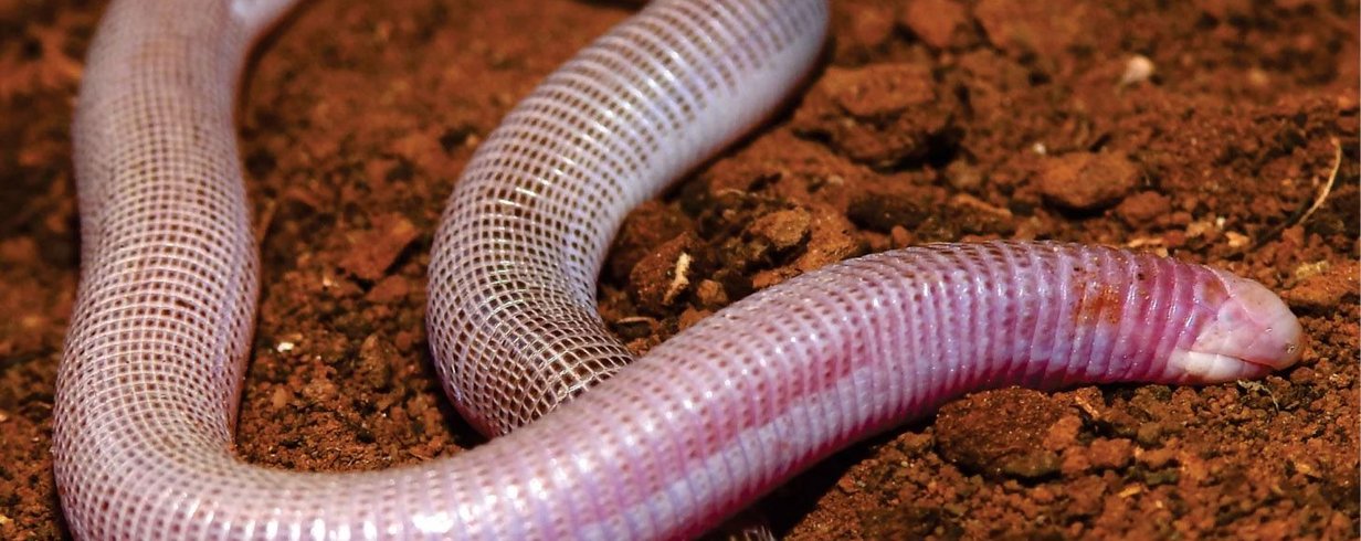 anfisbena-nova-especie-de-cobra-de-duas-cabecas-e-descoberta-no-brasil-thumb.png