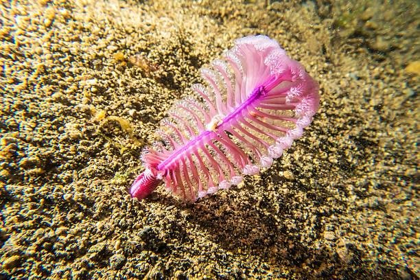 Pluma-do-mar. (Fonte: Getty Images/Reprodução)