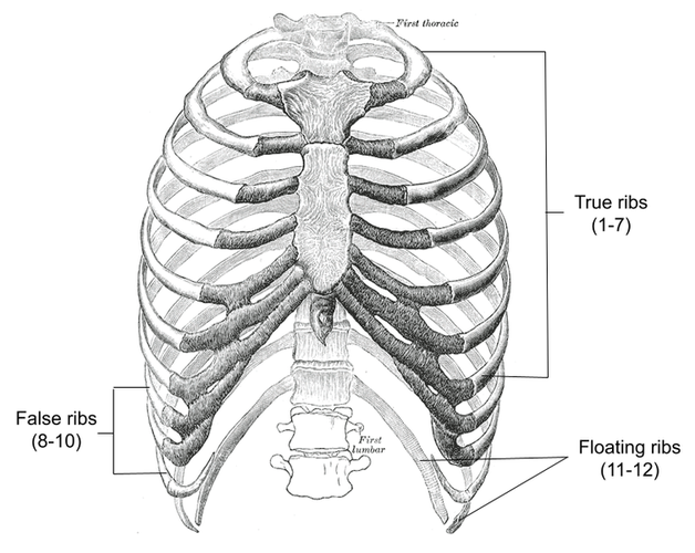 As costelas fazem parte de um sistema intrincado de proteção de órgãos. (Fonte: Wikimedia Commons/ Reprodução)