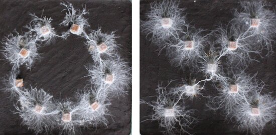 Redes miceliais fúngicas. (Fonte: Universidade de Tohoku/Yu Fukasawa et al.)