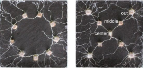 O fungo expandiu seu micélio de forma estratégica. (Fonte: Universidade de Tohoku/Yu Fukasawa et al.)