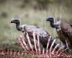 torres-de-silencio-a-pratica-de-dar-os-cadaveres-para-passaros-carnivoros-thumb.png