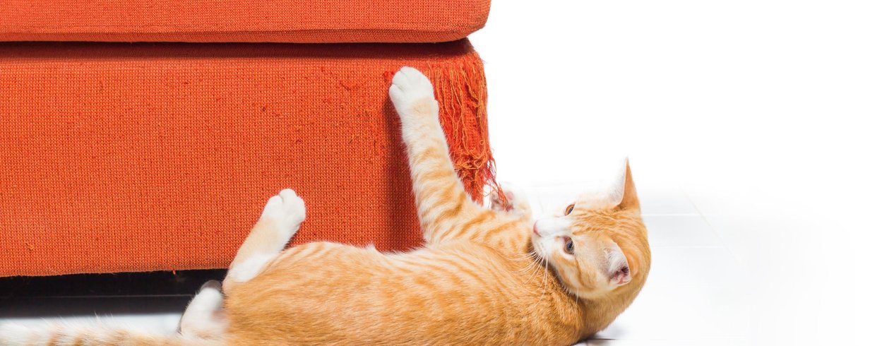 seu-gato-esta-arranhando-os-moveis-saiba-como-evitar-esse-comportamento-thumb.png