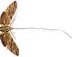 conheca-a-incrivel-mariposa-de-lingua-gigante-que-darwin-previu-thumb.png
