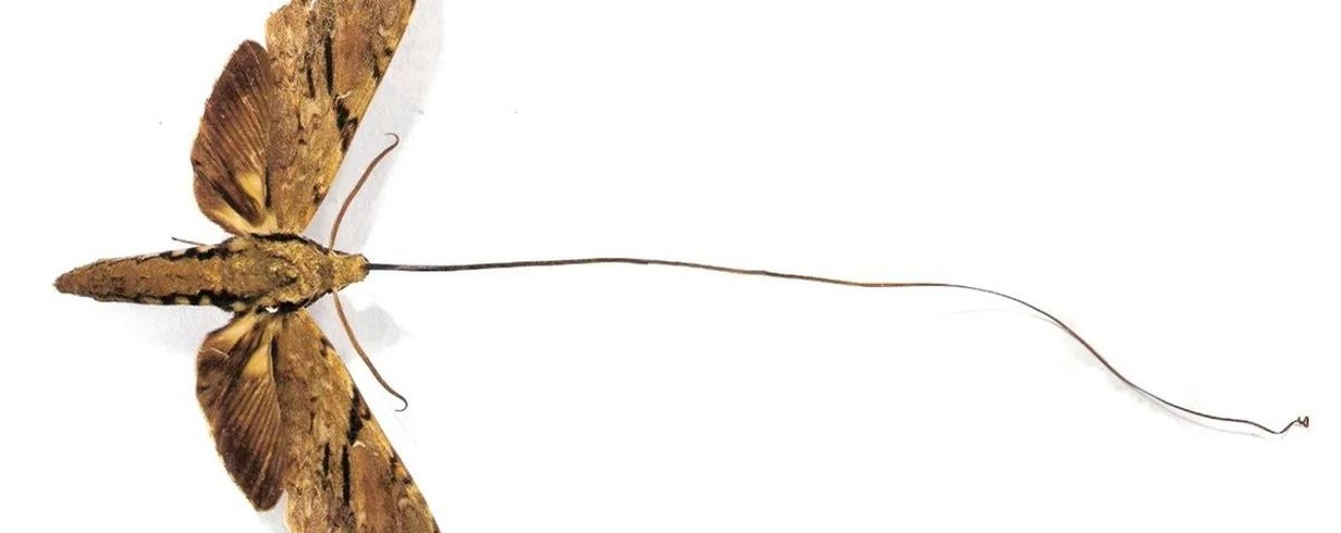 conheca-a-incrivel-mariposa-de-lingua-gigante-que-darwin-previu-thumb.png