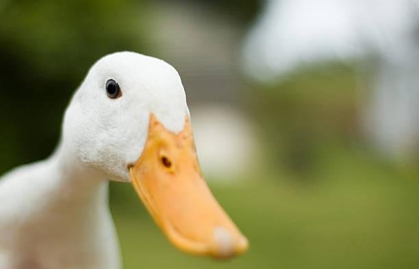 O enigmático som 'bio-duck' ganhou esse nome por lembrar um grasnado de um pato. (Fonte: Getty Images)