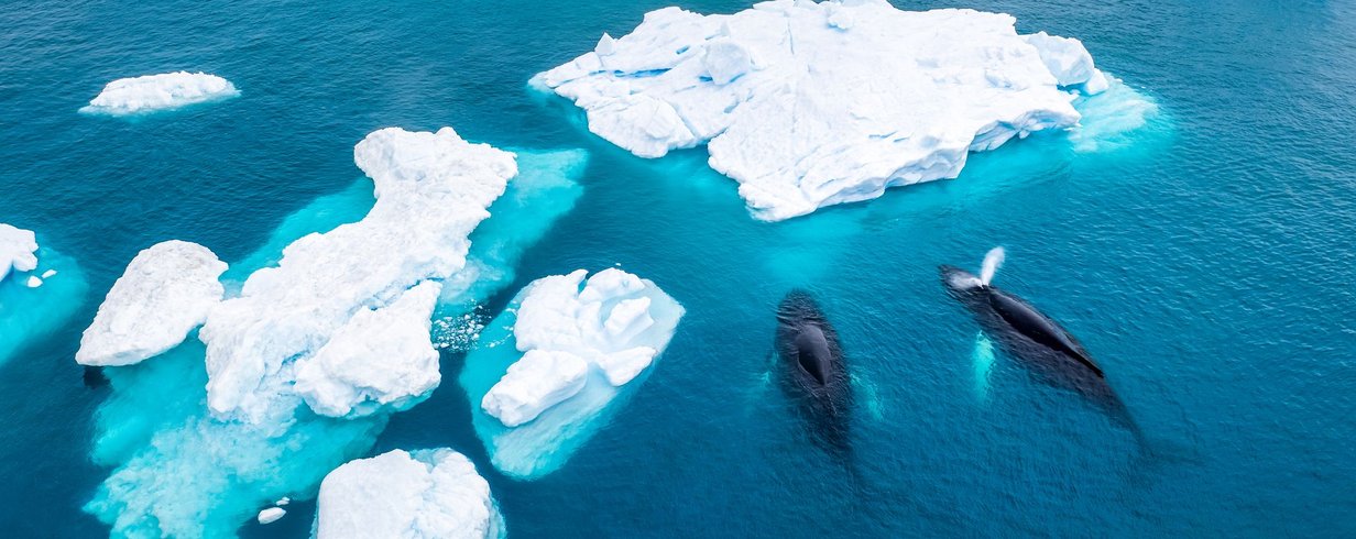 enigma-submarino-cientistas-desvendam-som-misterioso-no-oceano-antartico-thumb.png