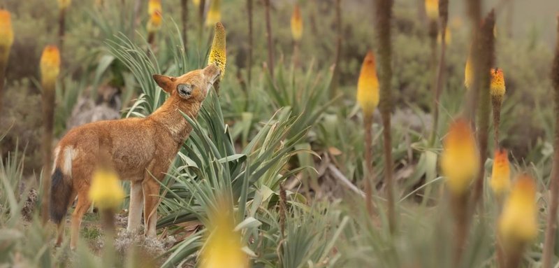 Um lobo etíope (Canis simensis) lambe o néctar da flor tocha-etíope (Kniphofia foliosa). (Fonte: Reprodução/Adrien Lesaffre)