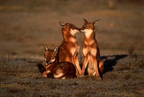 Nas montanhas da Etiópia, menos de 500 lobos etíopes permanecem na natureza, distribuídos em apenas seis áreas isoladas. (Fonte: Getty Images)
