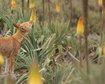 lobos-etiopes-trocam-carne-por-nectar-e-surpreendem-cientistas-thumb.png